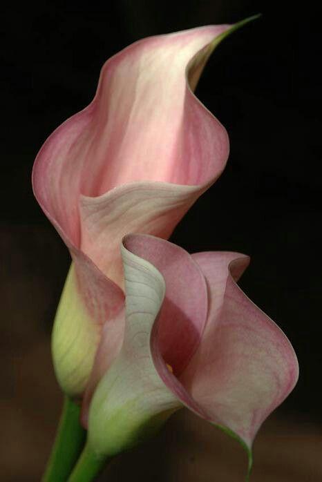 Majestic Dawn of Blooming Elegance