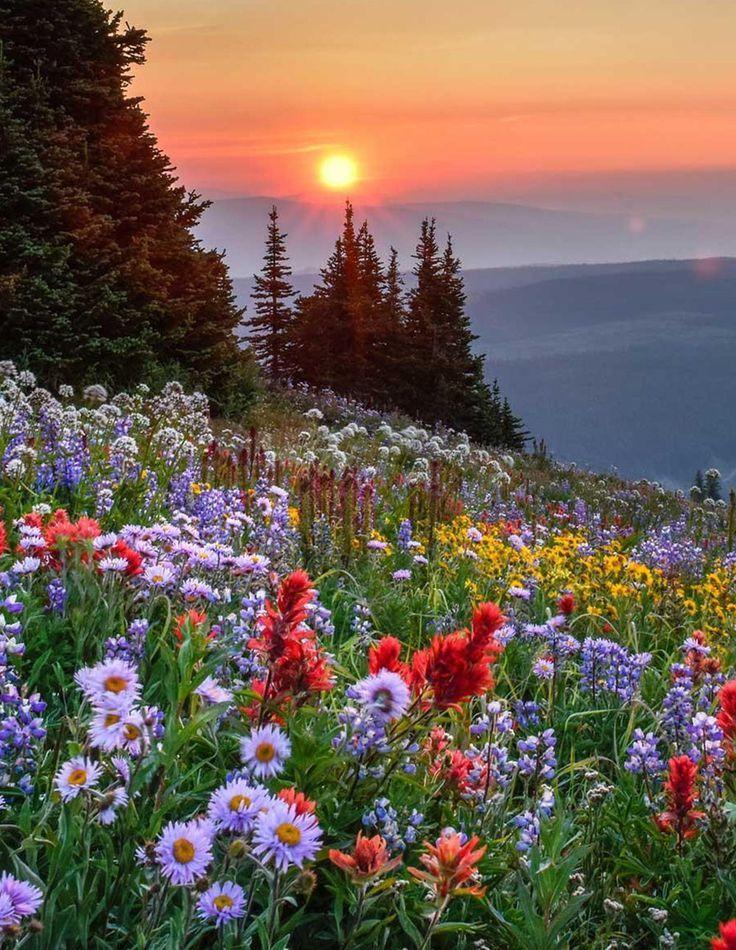 Serene Whisper of Pastel Wonders