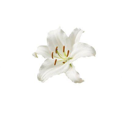 Whimsy Whirl of Fiesta Petals